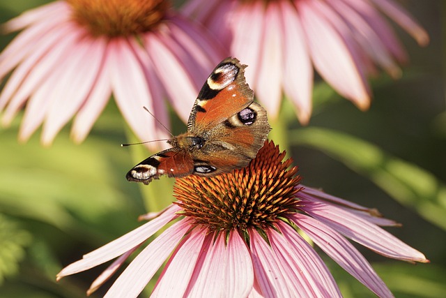 Harnessing the Power of Echinacea: The Future of Natural Medicine