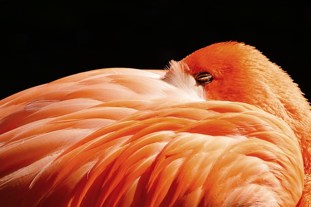 Hvad kan du bruge en Flamingokasse til? 10 gode idéer til genbrug