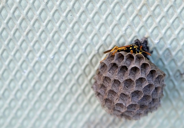 Guide: Sådan fjerner du et hvepsebo sikkert og effektivt
