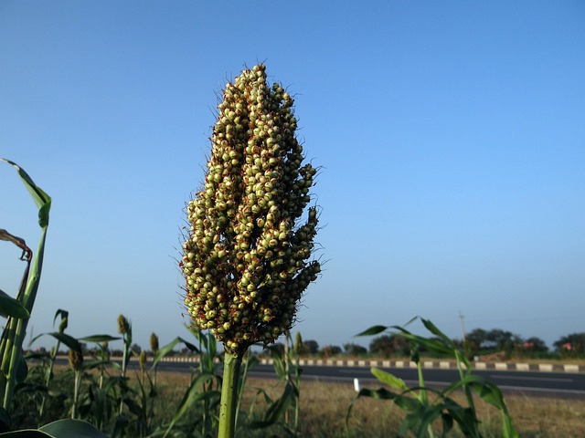 How Sorghum is Helping to Combat Hunger and Food Insecurity in Developing Countries