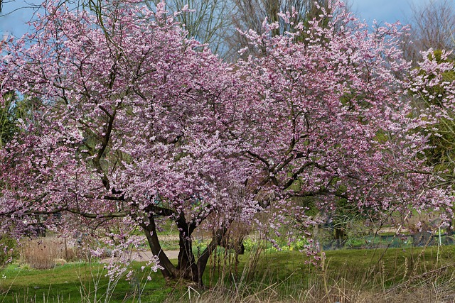 Fra blomst til frugt: Sådan dyrker du dine egne mandeltræer i haven