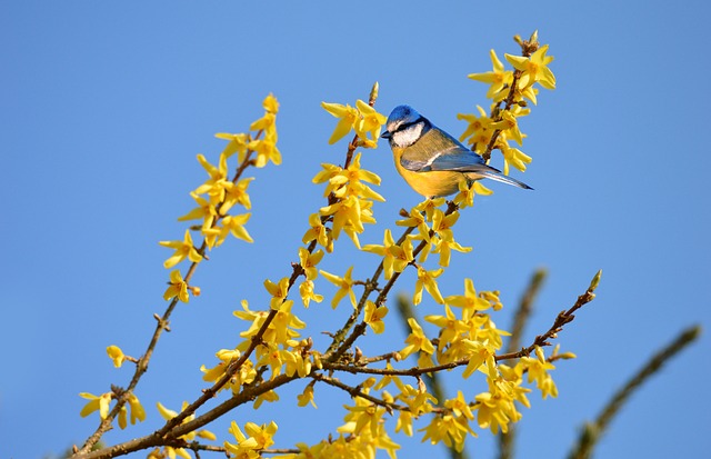 Forsythia: The Blooming Beauty of Spring