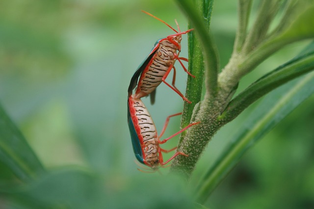 Myter om væggelus: Sandheder og skrøner, du skal kende